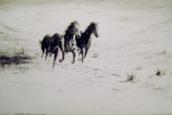 "Wild Horses"