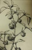 "Jimson Weed"