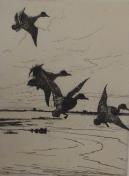 "Ducks Alighting"