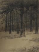 "Pine Woods"