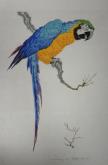 Parrot?