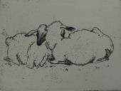 "Sheep"