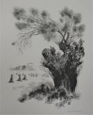 "Old Willow"