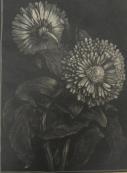 "Calendula"