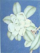 "Magnolia Grandeflora"  (ARTS AND CRAFTS)