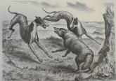 "Hounds and Coyote"