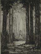 Forest  (ARTS AND CRAFTS)