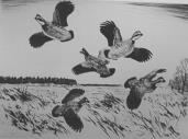 "Quail"