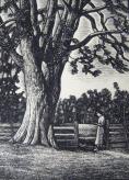 "Elm Tree in Aurora"