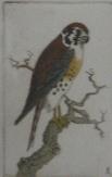 "Sparrow Hawk"  (ARTS AND CRAFTS)