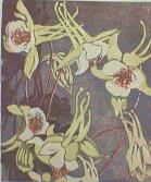 "Columbines"
