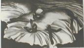 "Siamese Cats"
